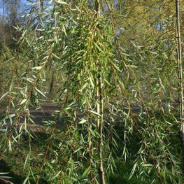 Ива Идеал (Salix 'Ideal')