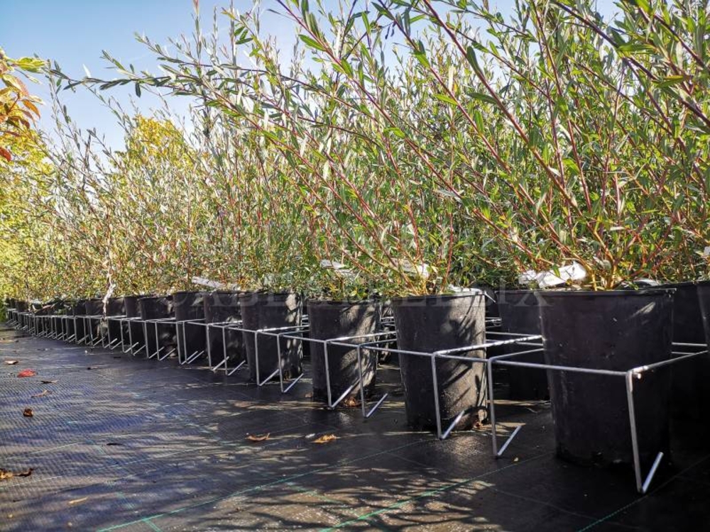 Ива Маяк-2 (Фейерверк) (Salix 'Majak-2')