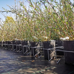 Ива Маяк-2 (Фейерверк) (Salix 'Majak-2')