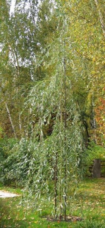 Ива Памяти Миндовского (Salix 'Pamjati Mindovskogo')