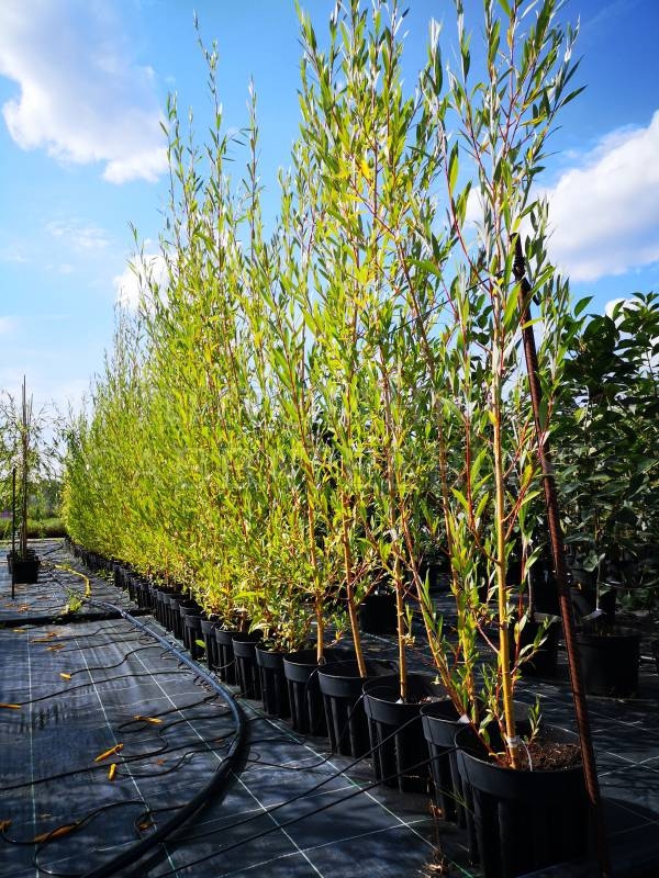 Ива Стрела Купидона (Salix 'Strela Kupidona')