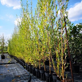 Ива Стрела Купидона (Salix 'Strela Kupidona')