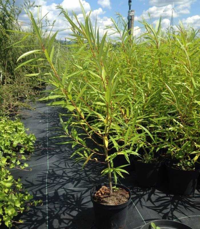 Ива Театральная (Salix 'Teatralnaja')