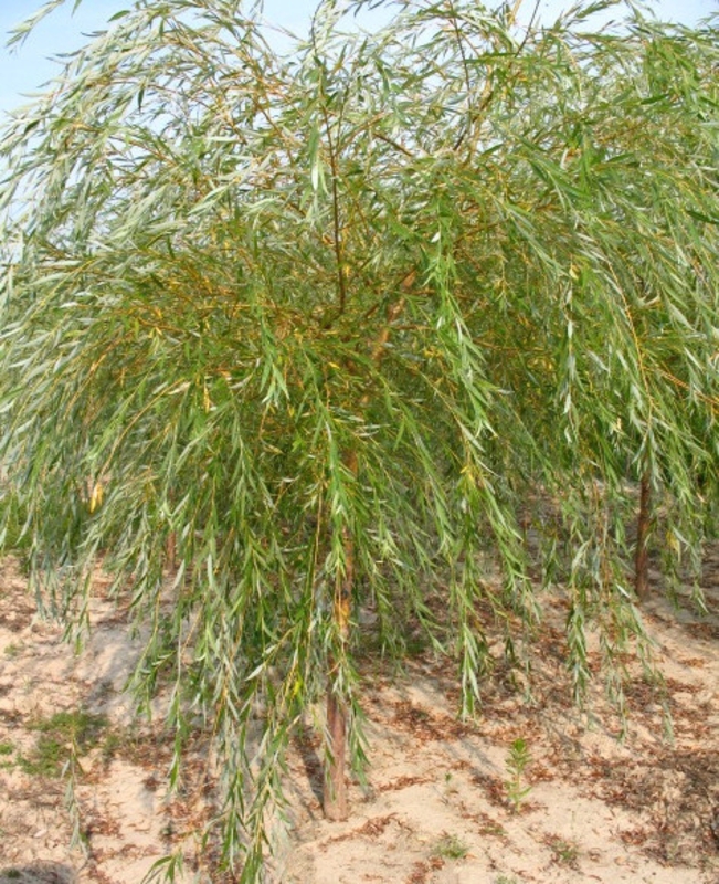 Ива Уникальная (Salix 'Unikalnaja')