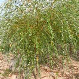 Ива Уникальная (Salix 'Unikalnaja')