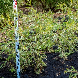 Ива Фантазия (Salix 'Fantazija')