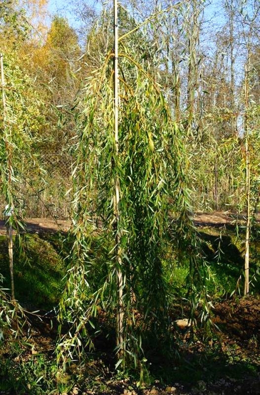 Ива Шатер I (Salix 'Shater I')