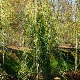 Ива Шатер I (Salix 'Shater I')