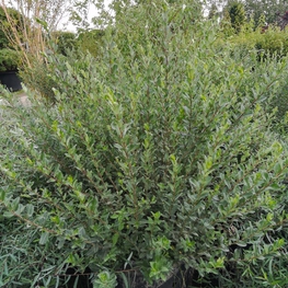 Ива ползучая Грин Карпет (Salix repens 'Green Carpet')