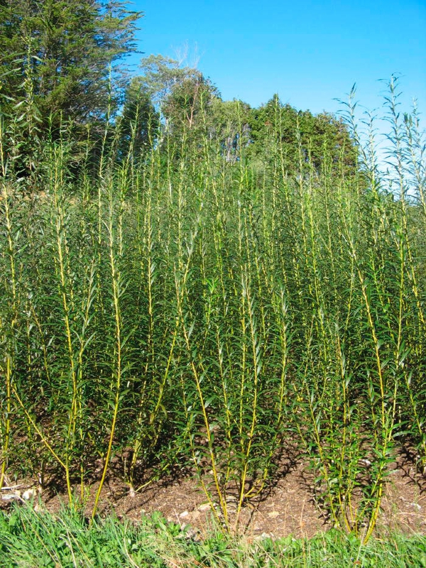 Ива прутовидная (Salix viminalis)