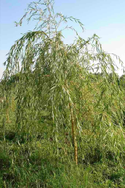 Ива росистая (Salix rorida)