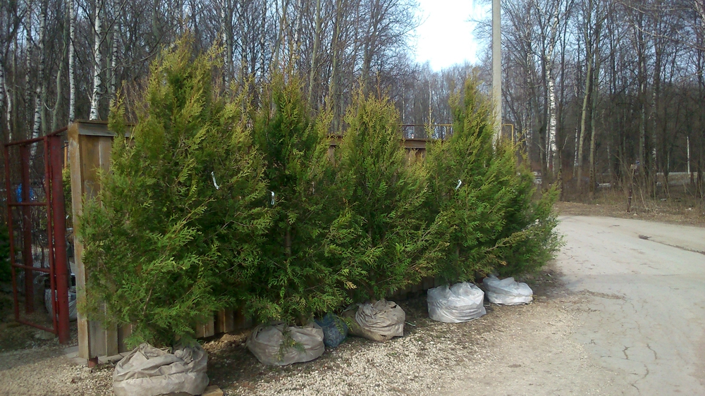 Туя западная Ауреоспиката (Thuja occidentalis 'Aureospicata')