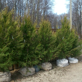 Туя западная Ауреоспиката (Thuja occidentalis 'Aureospicata')