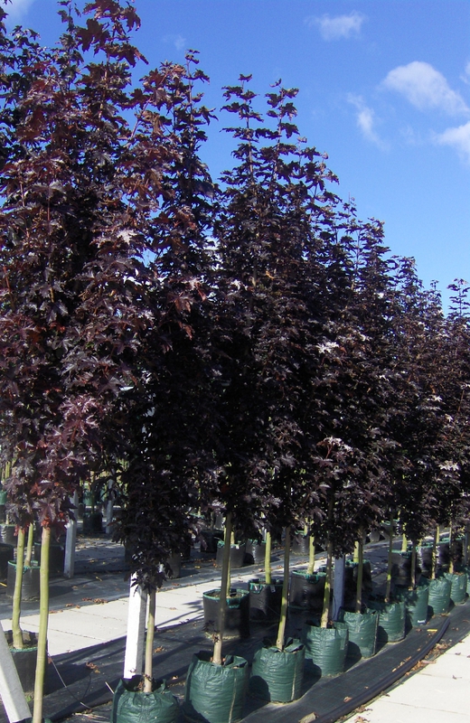 Клен остролистный Кримсон Сентри (Acer platanoides 'Crimson Sentry')