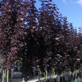Клен остролистный Кримсон Сентри (Acer platanoides 'Crimson Sentry')