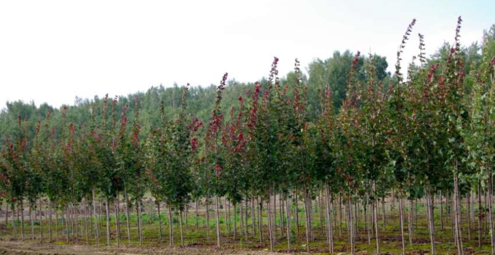 Клен остролистный Дебора (Acer platanoides 'Deborah')