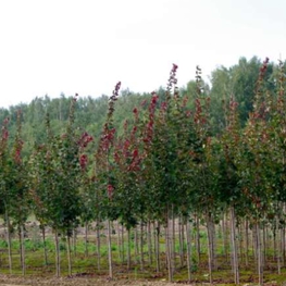 Клен остролистный Дебора (Acer platanoides 'Deborah')