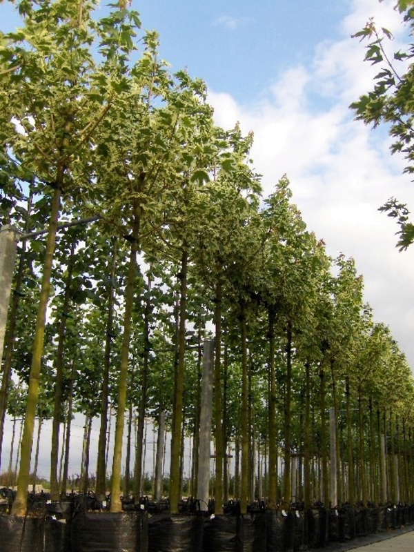 Клен остролистный Друммонди (Acer platanoides 'Drummondii')