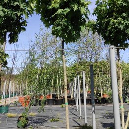 Клен остролистный Глобозум (Acer platanoides 'Globosum')