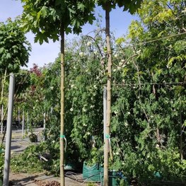 Клен остролистный Глобозум (Acer platanoides 'Globosum')