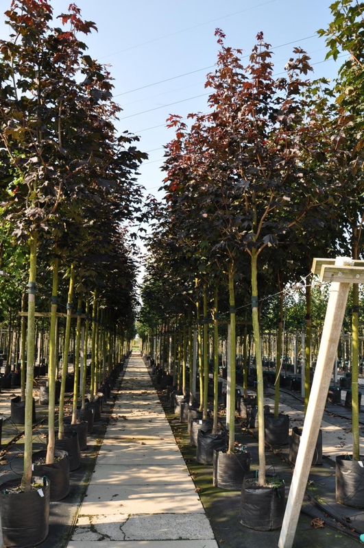 Клен остролистный Роял Ред (Acer platanoides 'Royal Red')