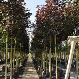 Клен остролистный Роял Ред (Acer platanoides 'Royal Red')