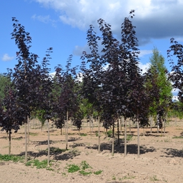 Клен остролистный Роял Ред (Acer platanoides 'Royal Red')