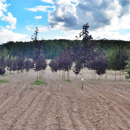 Клен остролистный Роял Ред (Acer platanoides 'Royal Red')