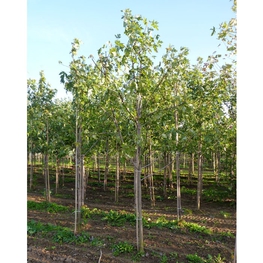 Клен сахаристый (серебристый) (Acer saccharinum)