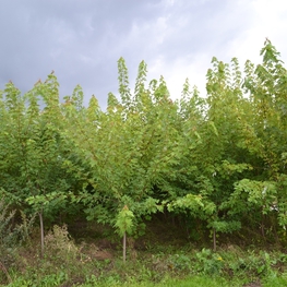 Клен сахаристый (серебристый) (Acer saccharinum)