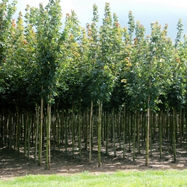 Клен остролистный Эмеральд Куин (Acer platanoides 'Emerald Queen')