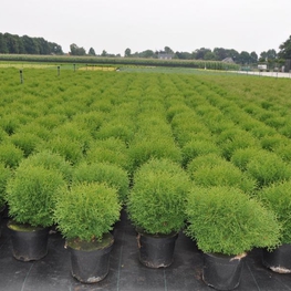 Туя западная Тини Тим (Thuja occidentalis 'Tiny Tim')