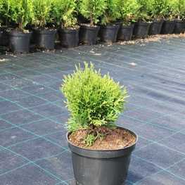 Туя западная Тини Тим (Thuja occidentalis 'Tiny Tim')