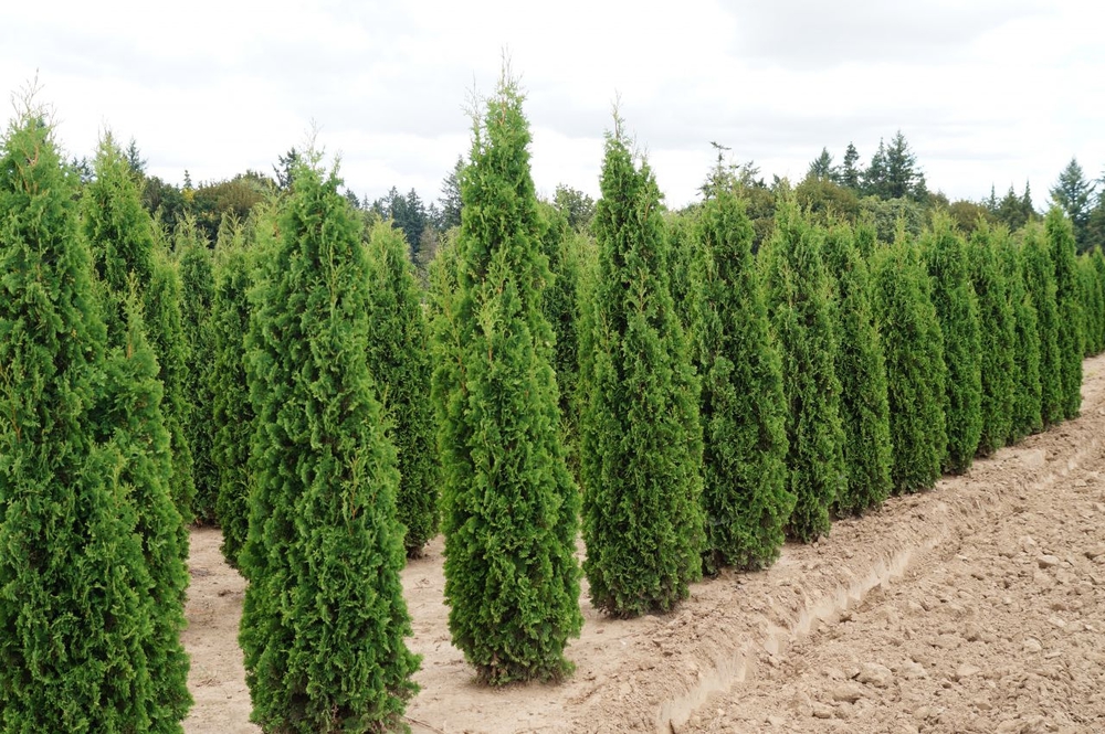 Туя западная Дегрутс Спайр (Thuja occidentalis 'Degroot's Spire')