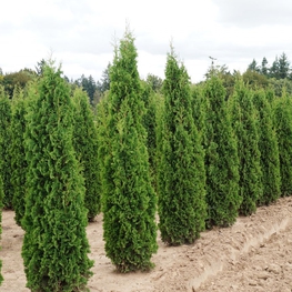 Туя западная Дегрутс Спайр (Thuja occidentalis 'Degroot's Spire')