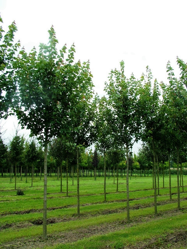 Клен красный Ред Сансет (Acer rubrum 'Red Sunset')