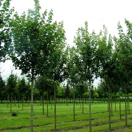 Клен красный Ред Сансет (Acer rubrum 'Red Sunset')