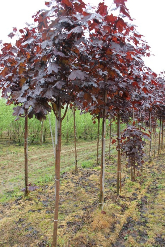 Клен остролистный Фассенс Блэк (Acer platanoides 'Faassens Black')