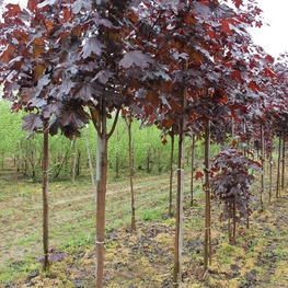 Клен остролистный Фассенс Блэк (Acer platanoides 'Faassens Black')
