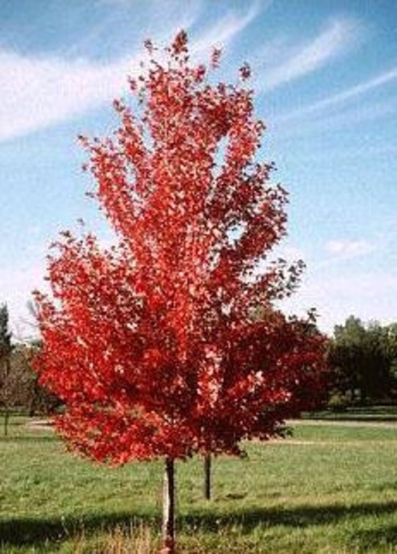 Клен Фримана Армстронг (Acer x freemanii 'Armstrong')