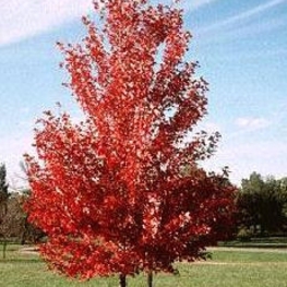 Клен Фримана Армстронг (Acer x freemanii 'Armstrong')