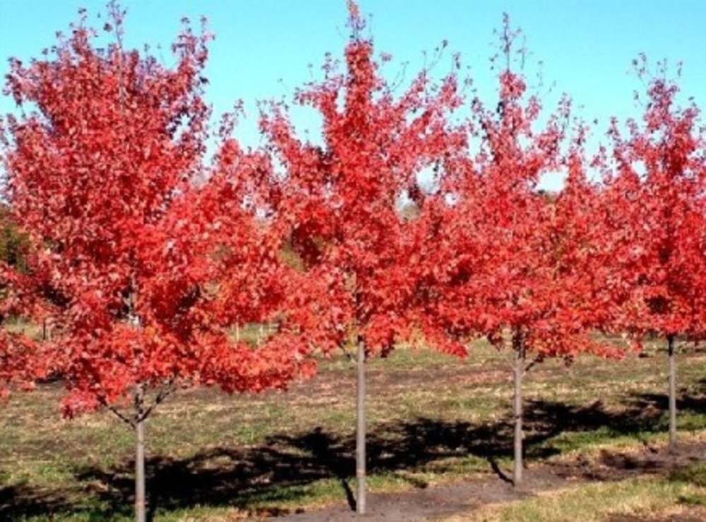 Клен Фримана Отум Блейз (Acer x freemanii 'Autumn Blaze')