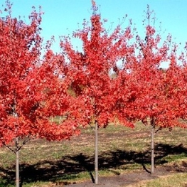 Клен Фримана Отум Блейз (Acer x freemanii 'Autumn Blaze')