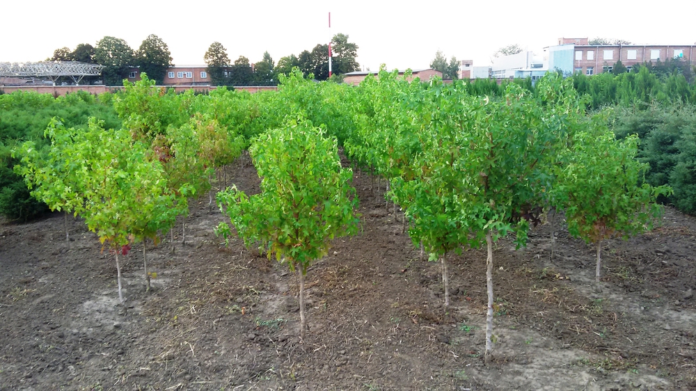 Клён полевой (Acer campestre)