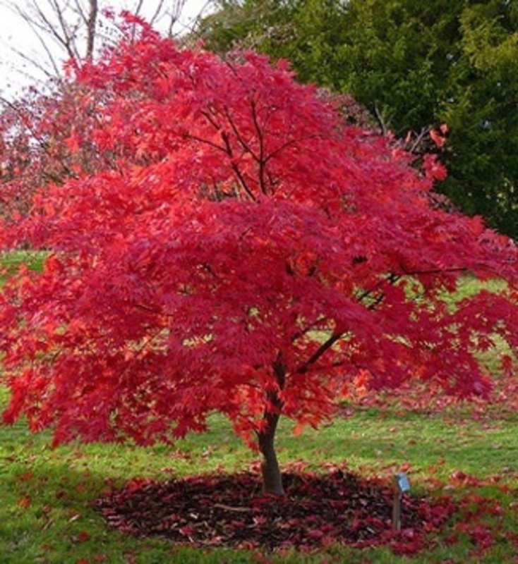 Клен пальмолистный Атропурпуреум (Acer palmatum 'Atropurpureum')
