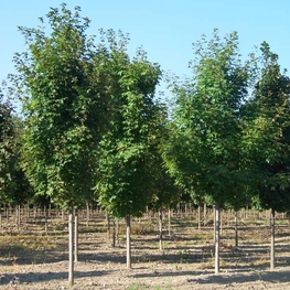 Клен серебристый Пирамидале (Acer saccharinum 'Pyramidale')