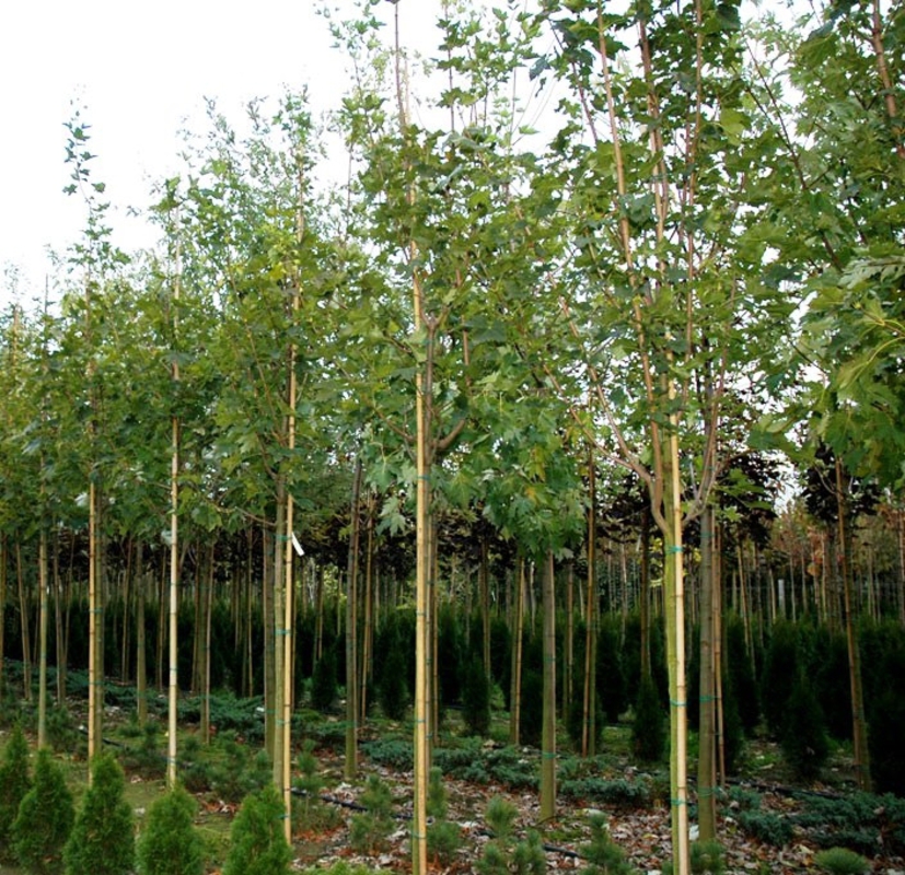 Клен остролистный Кливленд (Acer platanoides 'Cleveland')