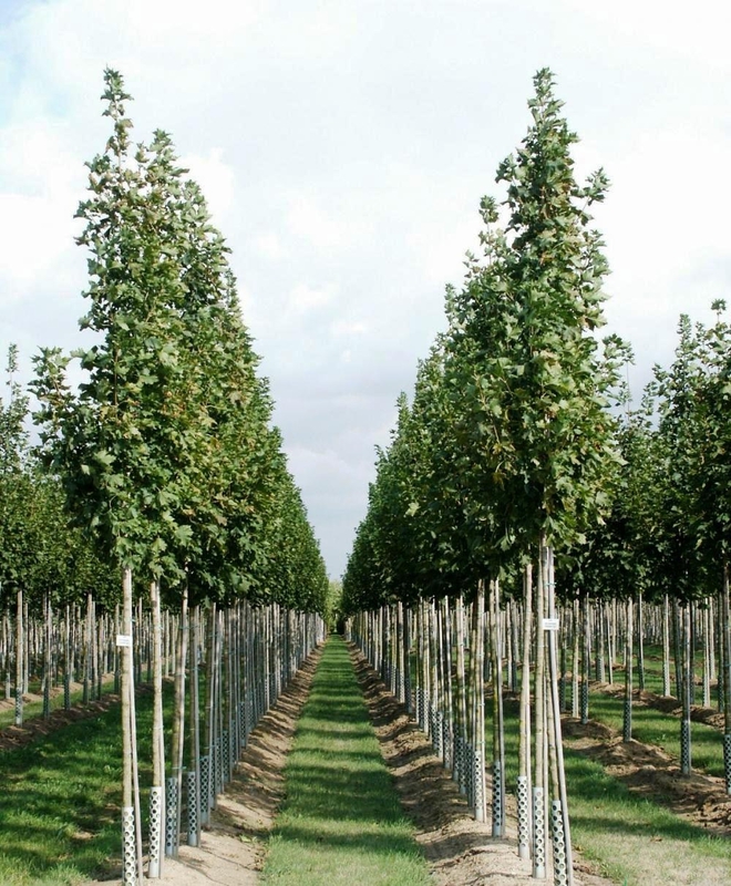 Клён остролистный Колумнаре (Acer platanoides 'Columnare')