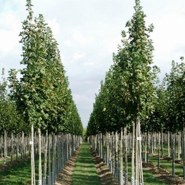 Клён остролистный Колумнаре (Acer platanoides 'Columnare')