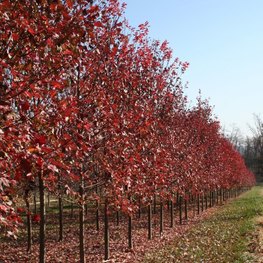 Клен Гиннала (Acer ginnala)